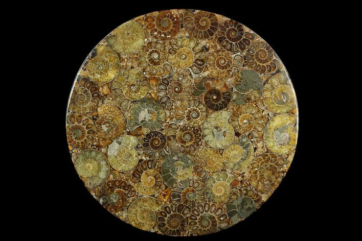 Composite Plate Of Agatized Ammonite Fossils #130559